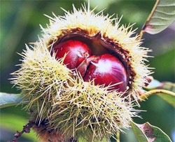 Riccio di castagne